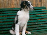 6 chiots Crois&eacute; Border Collie / Berger Australien disponibles non LOF