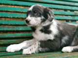 6 chiots Crois&eacute; Border Collie / Berger Australien disponibles non LOF