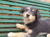 6 chiots Crois&eacute; Border Collie / Berger Australien disponibles non LOF