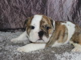 À acheter un chiot femelle Bulldog Anglais fauve et blanc non LOF tricolore
