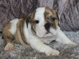 À acheter un chiot femelle Bulldog Anglais fauve et blanc non LOF tricolore