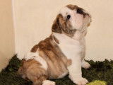 À acheter un chiot femelle Bulldog Anglais fauve et blanc non LOF tricolore
