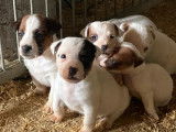 Chiots Jack Russel non LOF à réserver