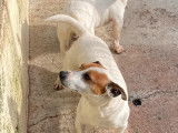 Chiots Jack Russel non LOF à réserver