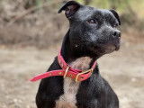 Chiot femelle Staffordshire Bull Terrier noire LOF à acheter