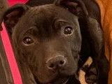 Chiot femelle Staffordshire Bull Terrier noire LOF à acheter