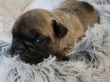 Quatre chiots Bouledogue Français LOF à réserver