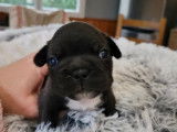 Quatre chiots Bouledogue Français LOF à réserver