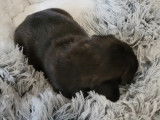 Quatre chiots Bouledogue Français LOF à réserver