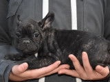 &Agrave; vendre quatre chiots m&acirc;les Bouledogue Fran&ccedil;ais LOF