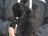 &Agrave; vendre quatre chiots m&acirc;les Bouledogue Fran&ccedil;ais LOF