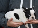 &Agrave; vendre quatre chiots m&acirc;les Bouledogue Fran&ccedil;ais LOF