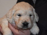 Trois chiots Golden Retriever LOF au pelage cr&egrave;me &agrave; r&eacute;server