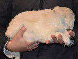 Trois chiots Golden Retriever LOF au pelage cr&egrave;me &agrave; r&eacute;server
