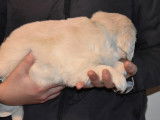 Trois chiots Golden Retriever LOF au pelage cr&egrave;me &agrave; r&eacute;server