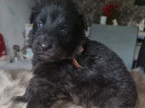 Vente de 9 chiots Berger Allemand (non LOF)