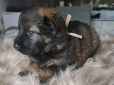 Vente de 9 chiots Berger Allemand (non LOF)