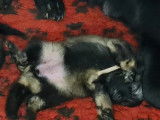 Vente de 9 chiots Berger Allemand (non LOF)
