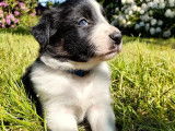 Réservation de chiots Border Collie (non LOF)