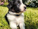 Réservation de chiots Border Collie (non LOF)