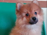 2 chiots Spitz Nain mâles (LOF), à vendre