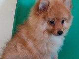 2 chiots Spitz Nain mâles (LOF), à vendre