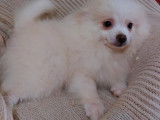2 chiots Spitz Nain mâles (LOF), à vendre