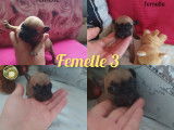 Chiots de type Bouledogue Fran&ccedil;ais &agrave; vendre (3 femelles)