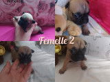 Chiots de type Bouledogue Fran&ccedil;ais &agrave; vendre (3 femelles)