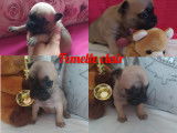Chiots de type Bouledogue Fran&ccedil;ais &agrave; vendre (3 femelles)