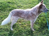 Un chien Bouvier Australien LOF de 2 ans au pelage rouge merle disponible