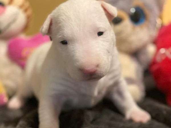 2 chiots Bull Terrier LOF au pelage blanc nés en novembre 2021 à réserver