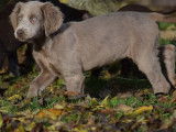 Un chiot femelle Braque de Weimar gris LOF de septembre 2021 &agrave; c&eacute;der