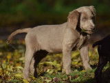 Un chiot femelle Braque de Weimar gris LOF de septembre 2021 &agrave; c&eacute;der