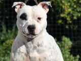 Un chien Staffie adulte mâle LOF au pelage bicolore disponible pour saillie
