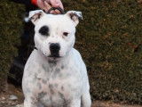 Un chien Staffie adulte mâle LOF au pelage bicolore disponible pour saillie