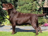 Labrador Retriever mâle LOF, chocolat marron pour saillie.