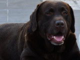 Labrador Retriever mâle LOF, chocolat marron pour saillie.
