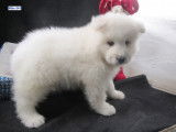 Adorables chiots Samoyèdes mâles LOF, blancs, nés en octobre 2021 : à réserver pour le 24 décembre 2021