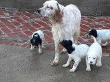 À réserver : 3 chiots Setter Anglais mâles LOF tricolore ou blanc et noir