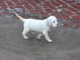 À réserver : 3 chiots Setter Anglais mâles LOF tricolore ou blanc et noir