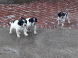 À réserver : 3 chiots Setter Anglais mâles LOF tricolore ou blanc et noir