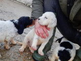 À réserver : 3 chiots Setter Anglais mâles LOF tricolore ou blanc et noir
