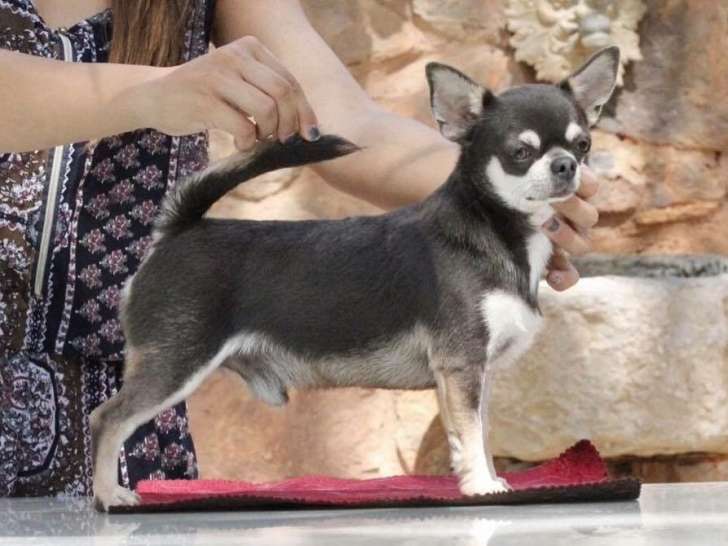 Etalon Chihuahua LOF disponible pour saillie