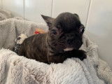 Chiots Bouledogue Fran&ccedil;ais LOF &agrave; vendre