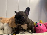 Chiots Bouledogue Fran&ccedil;ais LOF &agrave; vendre