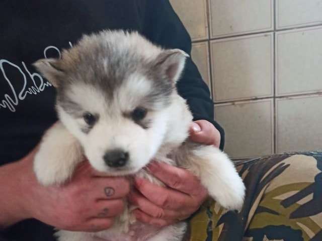 Chiots Alaskan Malamute Lof A Reserver Petite Annonce Chien