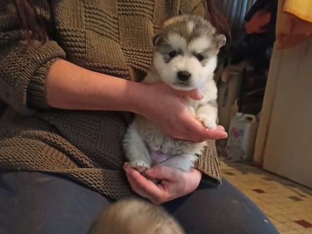 Chiots Alaskan Malamute Lof A Reserver Petite Annonce Chien