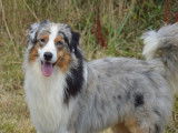 Etalon Berger Australien bleu merle LOF disponible pour saillie