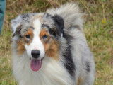 Etalon Berger Australien bleu merle LOF disponible pour saillie